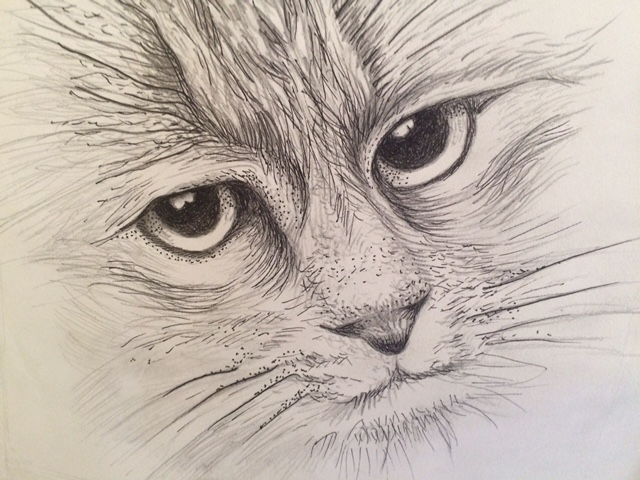 Obelia cat drawing 1