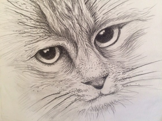 Obelia cat drawing 1