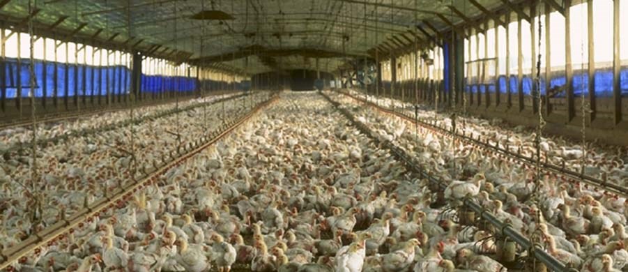 chicken_house_wikicommons_wide